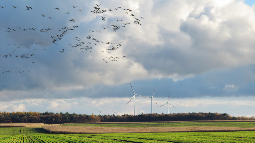 Birds and Clouds