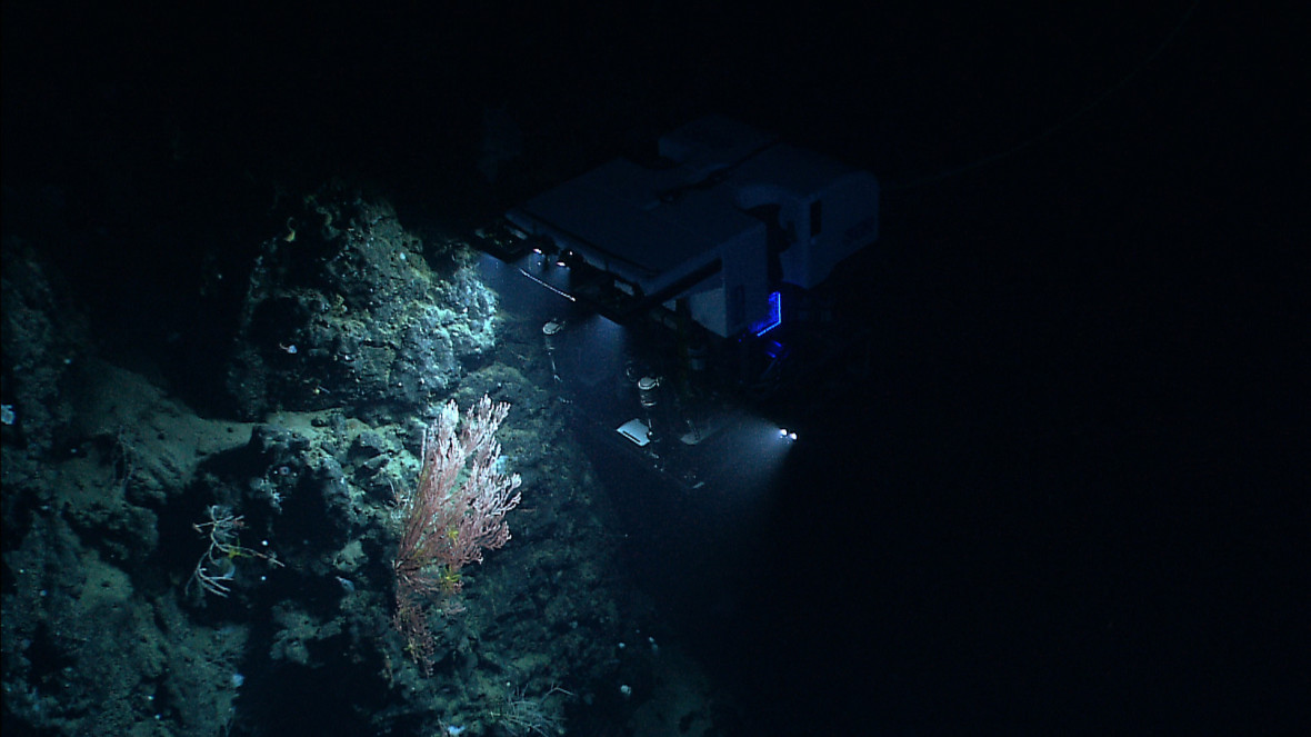 Das ferngesteuerte Fahrzeug Deep Discoverer der NOAA untersucht während einer Expedition im Jahr 2013 eine Tiefseekorallenkolonie an der Nordflanke des fast gänzlich unerforschten Mytilus Seamount.